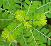 Phyllanthus amarus kivonat 
