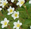 Saxifraga ligulata kivonat